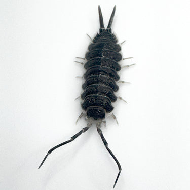 Porcellio Hoffmannseggii XL Titan Isopod